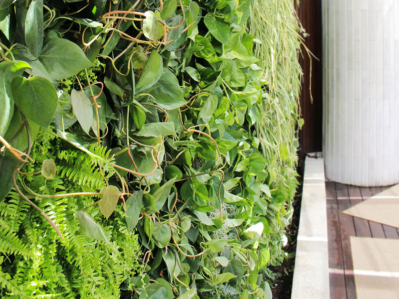 Indoor Living Wall Vertical Garden