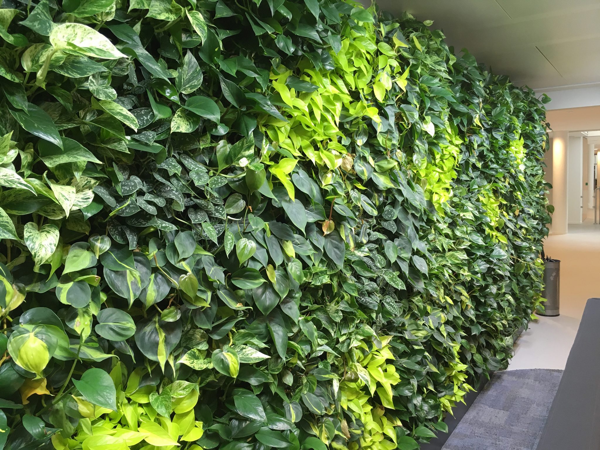 living Walls South Africa