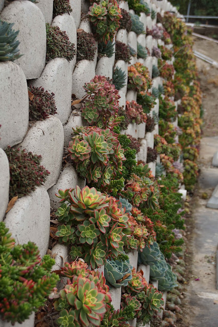 Succulents vertical garden